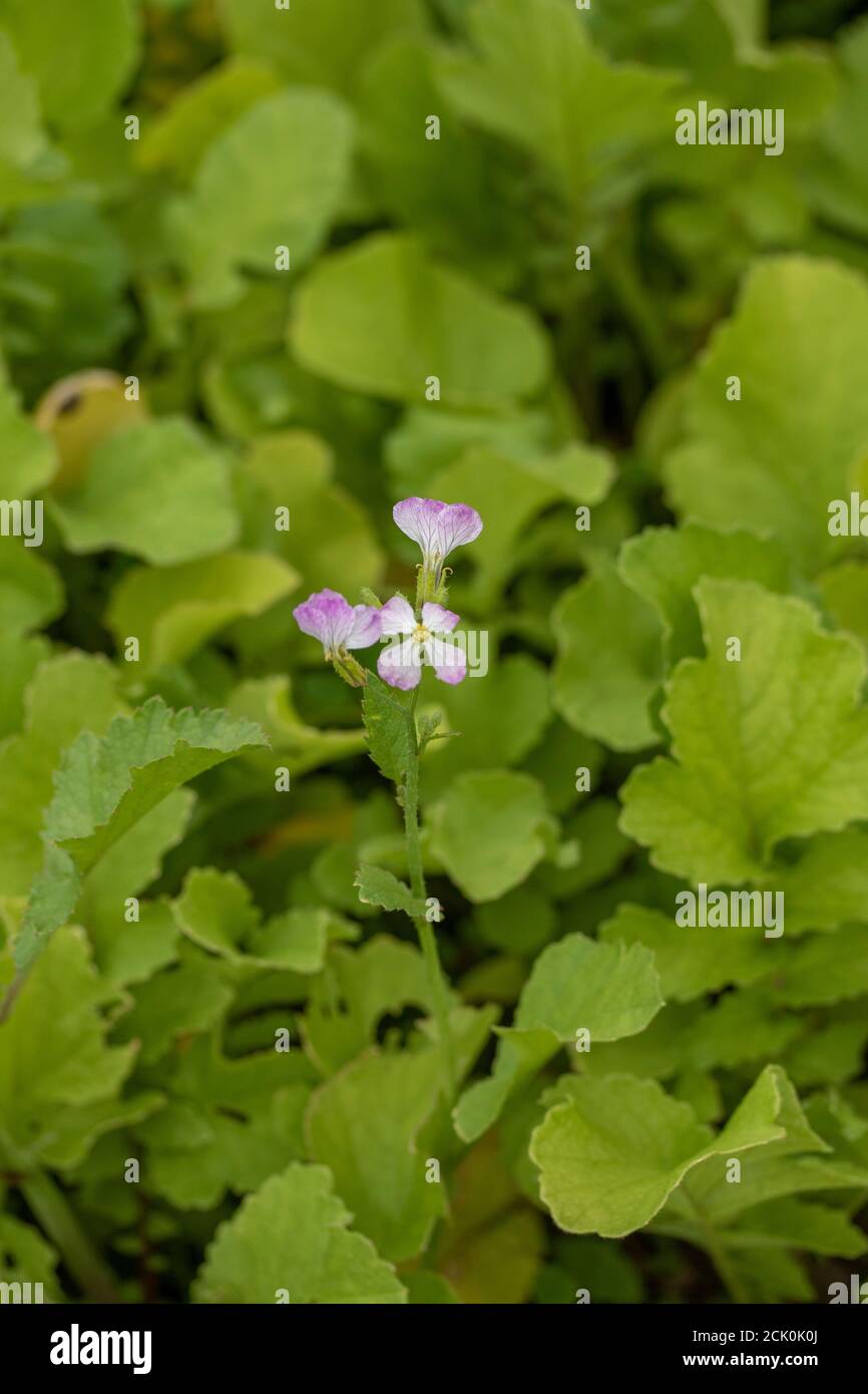 Fodder Radish (green manure) flowering plant nature portrait Stock