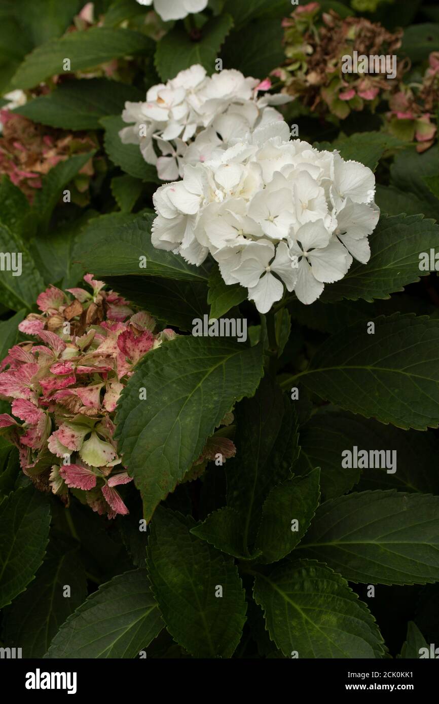 Hydrangea macrophylla nymphe hi-res stock photography and images - Alamy