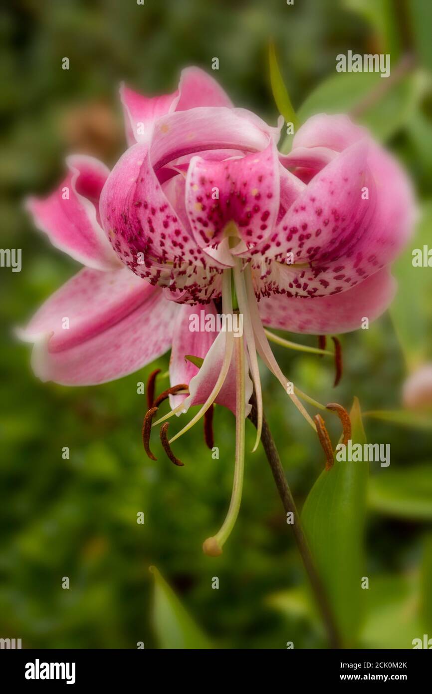 Lilium Speciosum blooms and foliage, natural flower portrait Stock Photo
