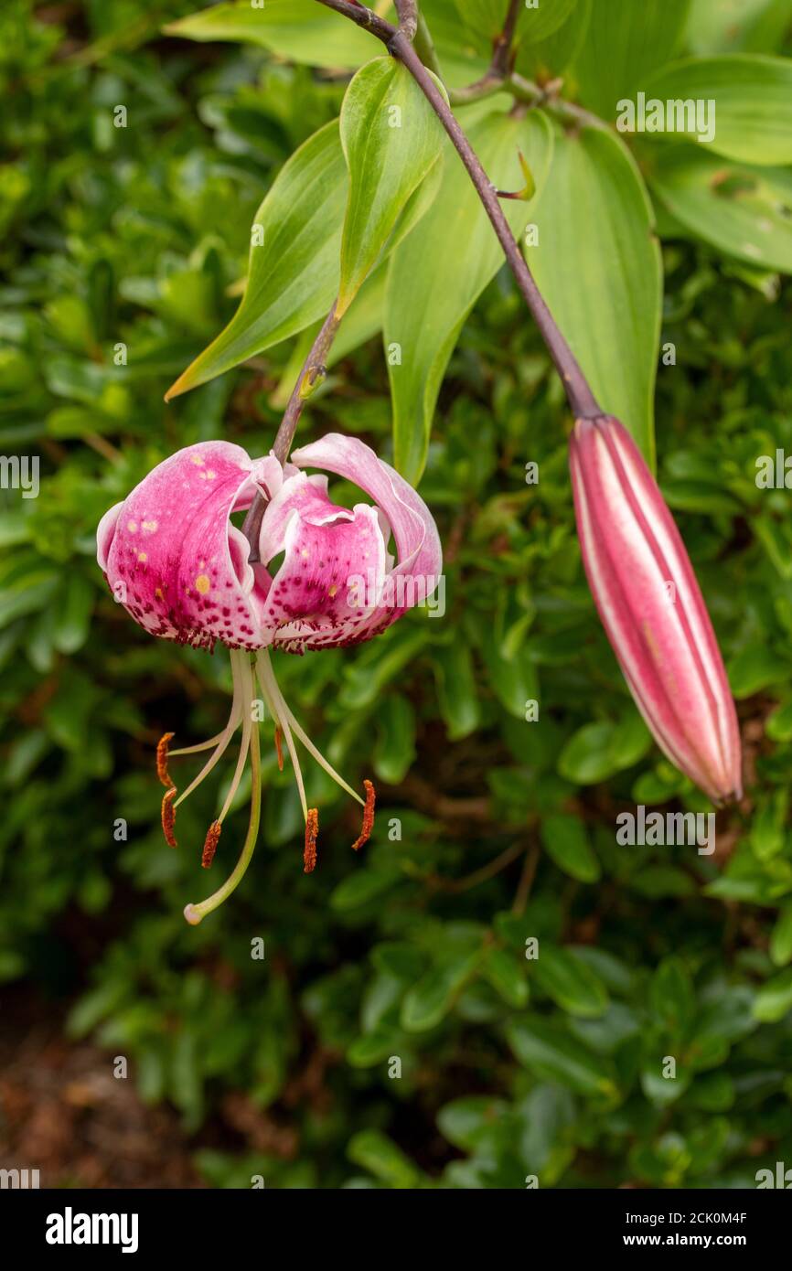 Lilium Speciosum blooms and foliage, natural flower portrait Stock Photo