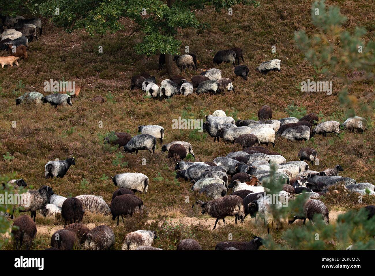 Herd of goats grazing in a meadow Stock Photo - Alamy