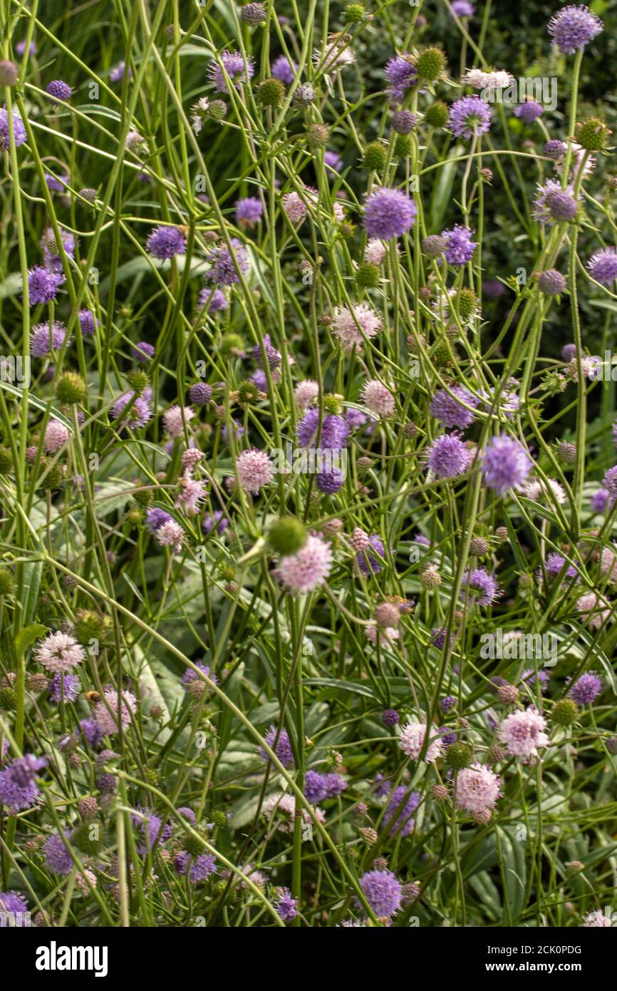 Succisa Pratensis in full bloom, natural flower portrait Stock Photo