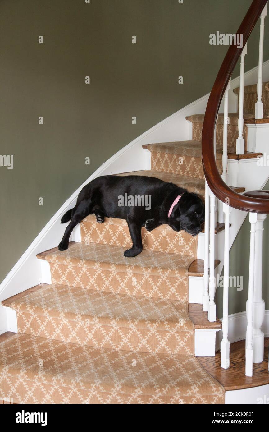 How to get a big dog down stairs best sale