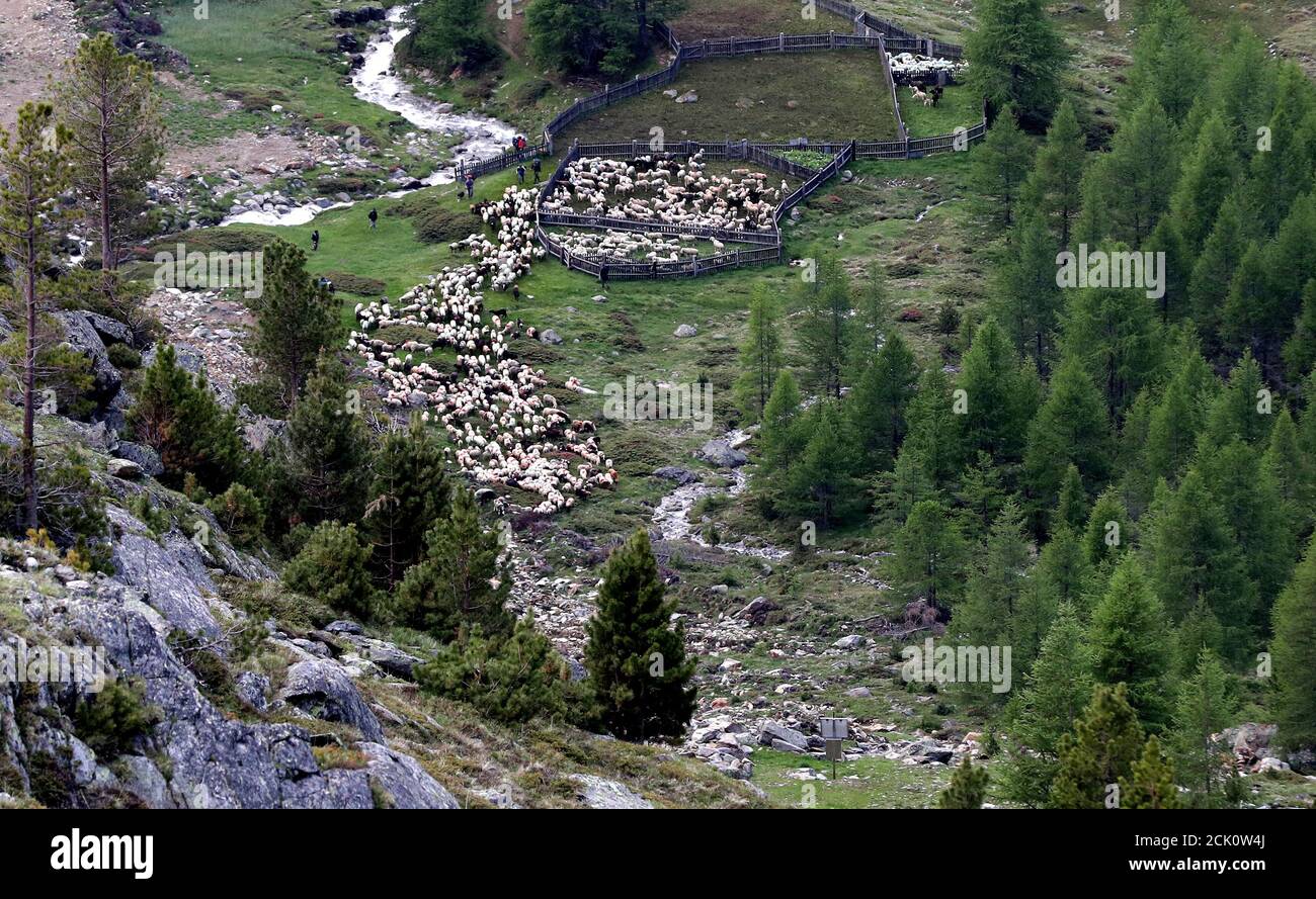 Sheep and lambs make their way out of an enclosure, 2,011 meters above sea level, in the village of Kurzras (Maso Corto) in the autonomous region of South Tyrol, Italy, June 9, 2018. Picture taken June 9, 2018. REUTERS/Lisi Niesner Stock Photo