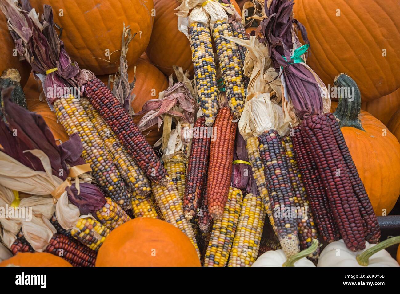 Grocery store Fall display of pumpkins and corn, featuring heirloom and