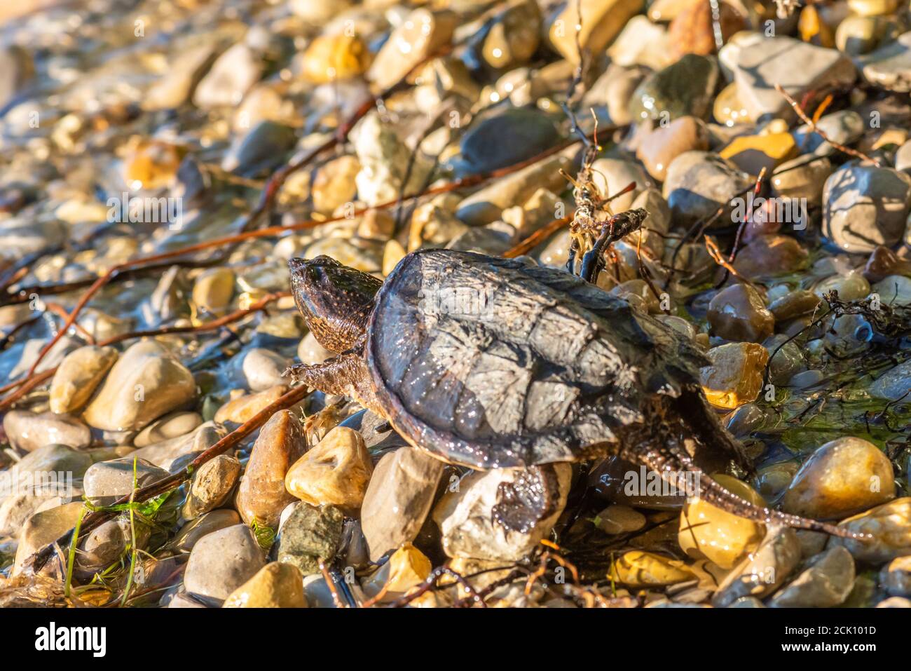 A young Common Snapping Turtle (Chelydra serpentina) makes its way across a rocky beach toward the water. Stock Photo