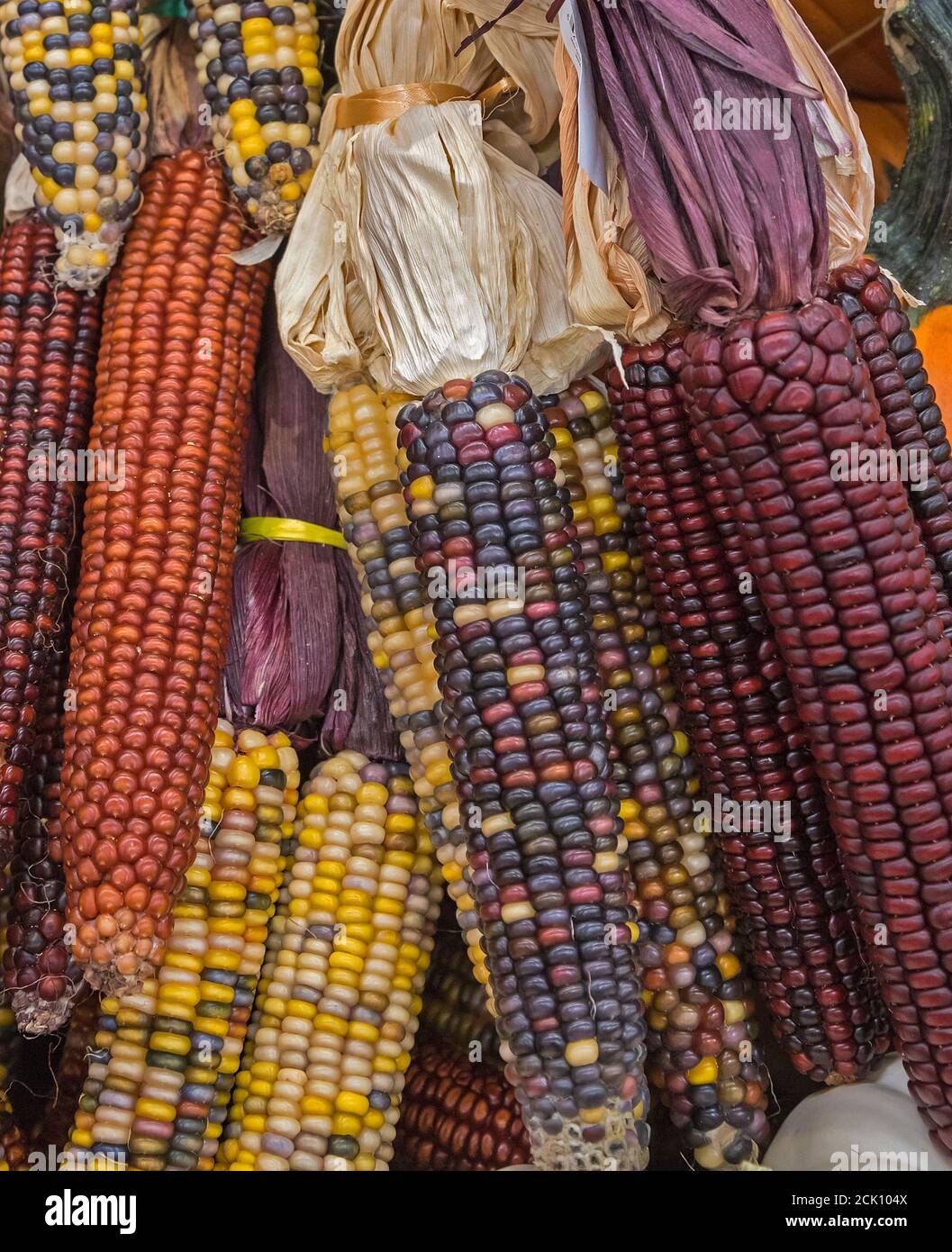 Grocery store Fall display of pumpkins and corn, featuring heirloom and
