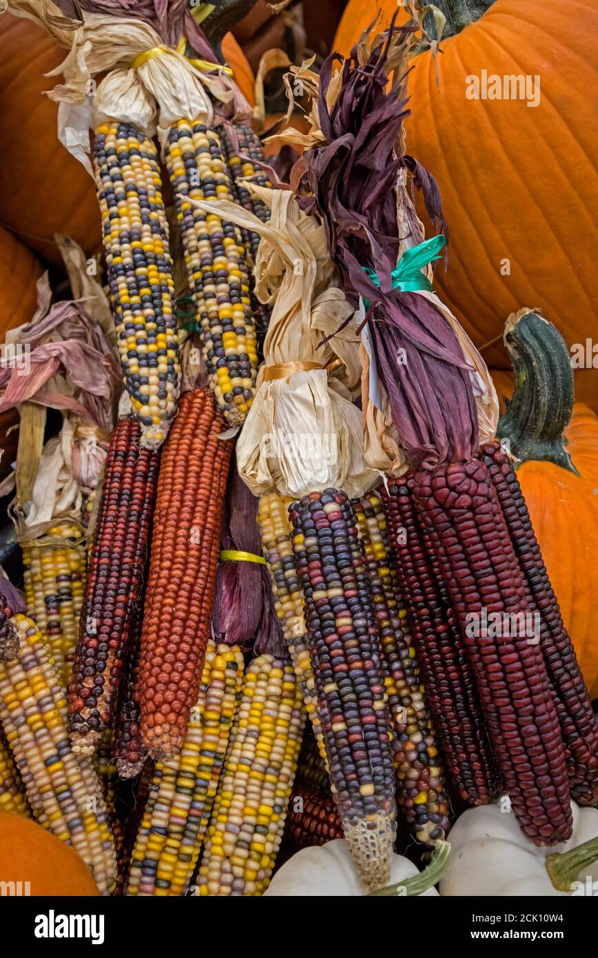 Grocery store Fall display of pumpkins and corn, featuring heirloom and