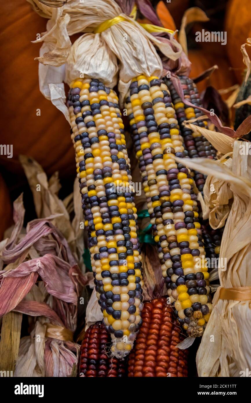 Grocery store Fall display of pumpkins and corn, featuring heirloom and Native American heritage varieties of corn. Stock Photo