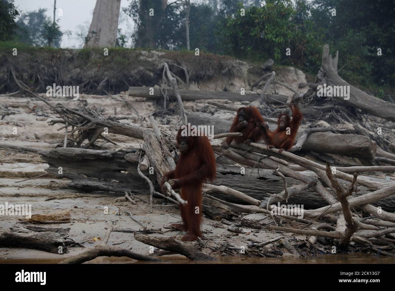Borneo orangutan survival hi-res stock photography and images - Alamy image.