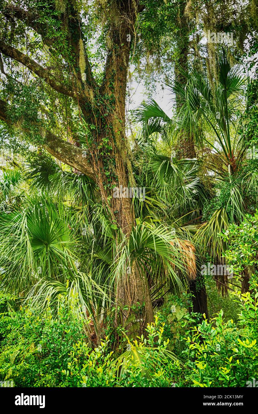 Scene of natural Florida in the North Central area of the state, featuring moss covered live oak tree & a sabal palm tree. Stock Photo
