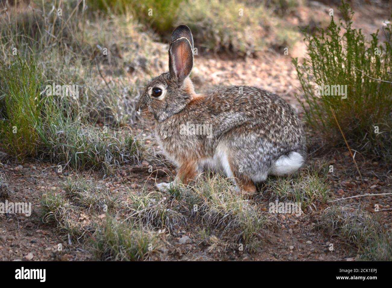 A desert cottontail rabbit (Sylvilagus audubonii) in the American Southwest. Stock Photo