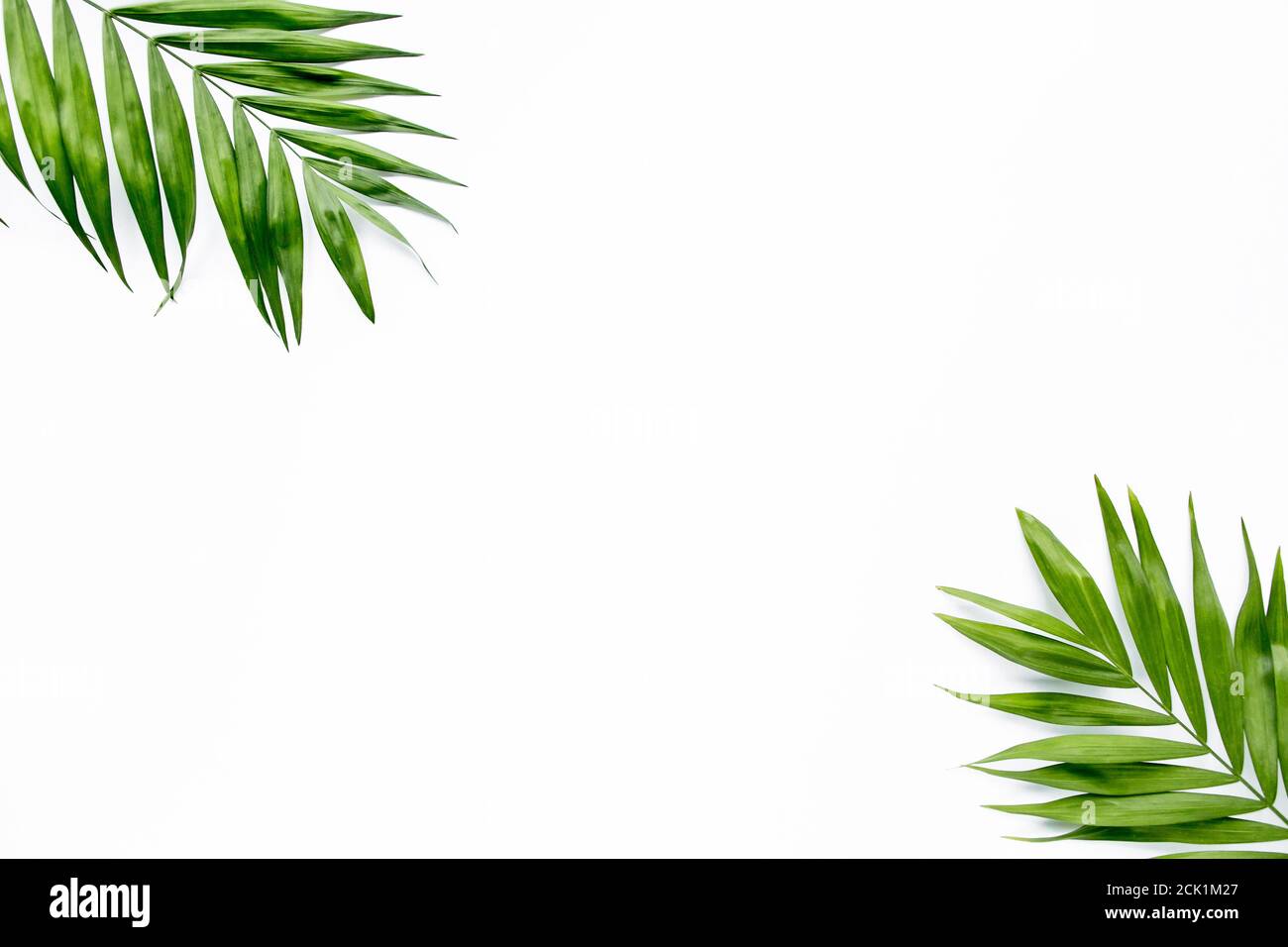 green palm leaf branches on white background. flat lay, top view Stock ...