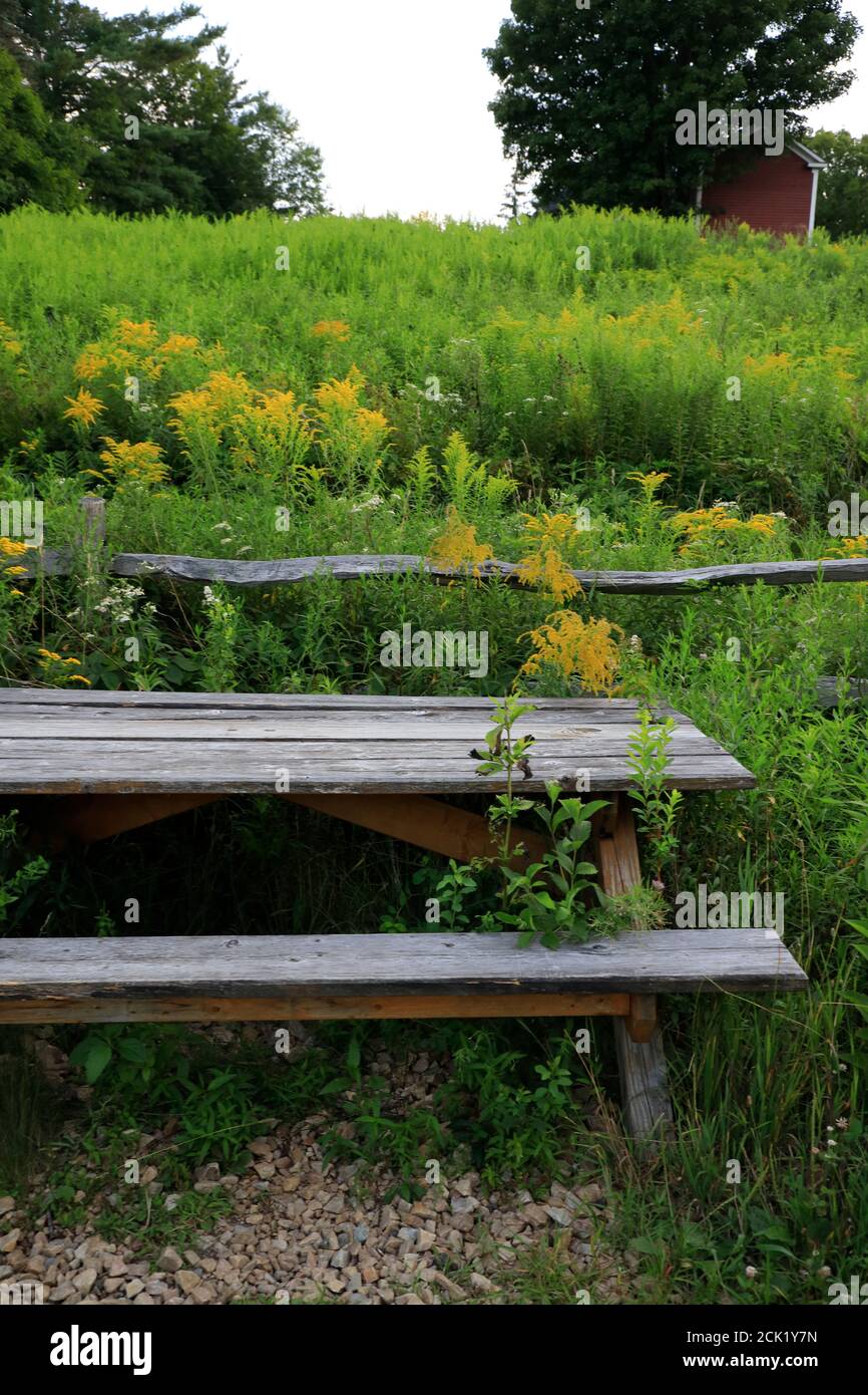 Rustic wooden fence and picnic table with lavish green plants along