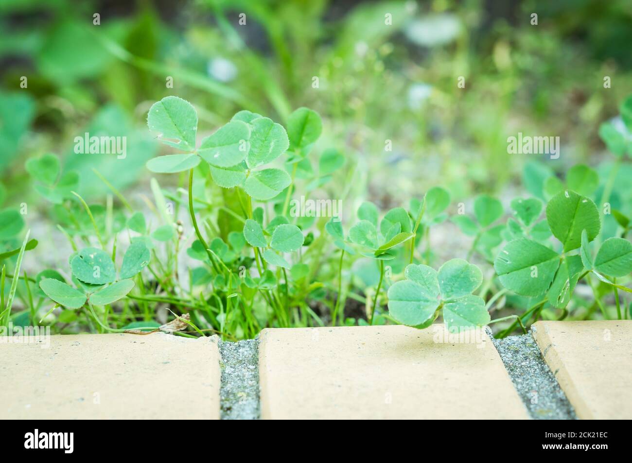 Closeup shot of a group of green Trifolium clover plants Stock Photo
