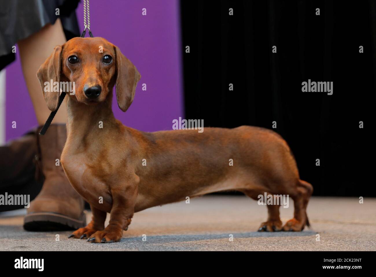 A miniature smooth dachshund looks up during a breed demonstration put on  by the Westminster Kennel Club dog show at a "Meet the Breeds" event in New  York, U.S., January 23, 2019.