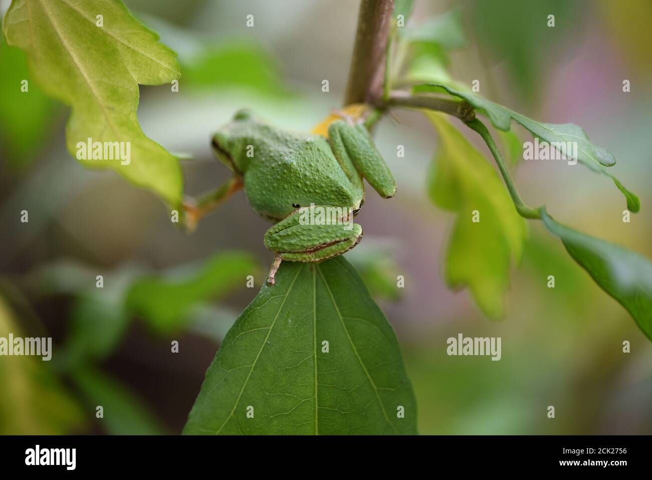 Rear view of a Pacific Treefrog (Pseudacris regilla) climbing a leafy ...