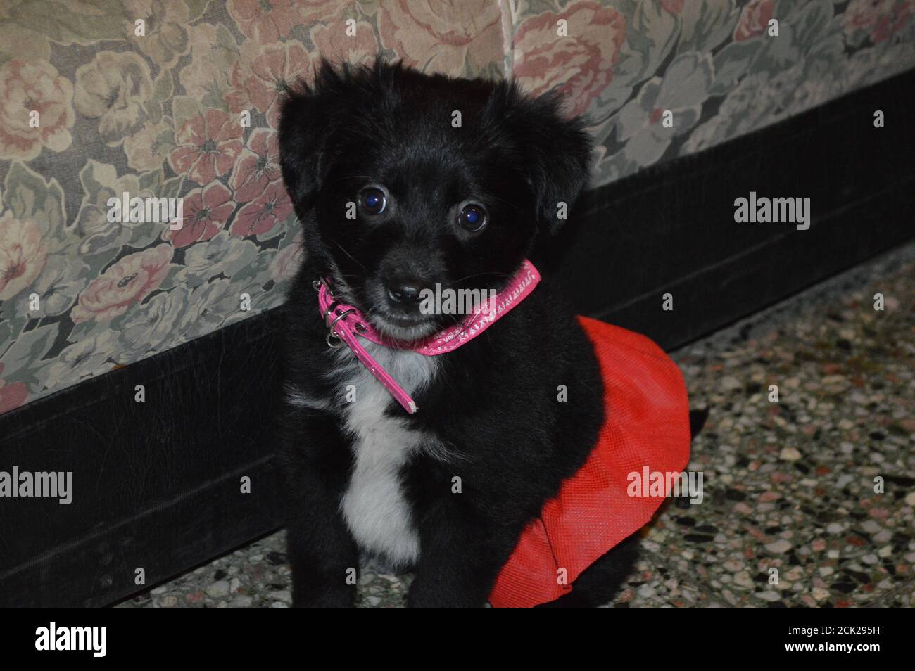 Cute black puppy wearing clothes sitting on the floor Stock Photo - Alamy