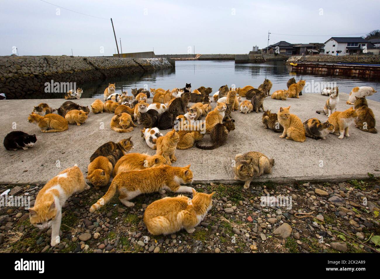 Cats crowd the harbour embankment on Aoshima Island in Ehime prefecture in southern Japan February 25, 2015. An army of cats rules the remote island in southern Japan, curling up in abandoned Cats crowd the harbour embankment on Aoshima Island in Ehime prefecture in southern Japan February 25, 2015. An army of cats rules the remote island in southern Japan, curling up in abandoned