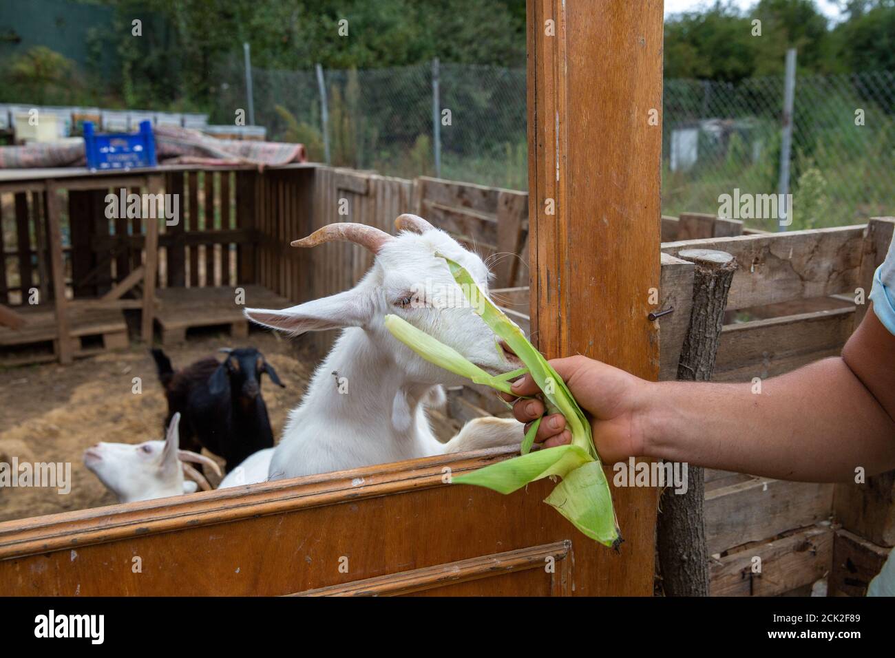 Lush Can Goats Eat Corn Husks Design Photography Lush Can Goats Eat Corn Husks Design Photography