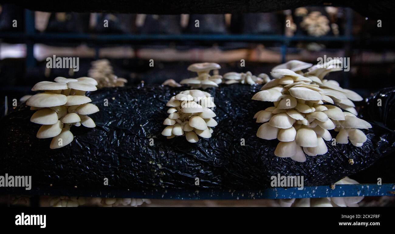 Close-up view of oyster mushrooms grown on shelves in a closed tent. Stock Photo