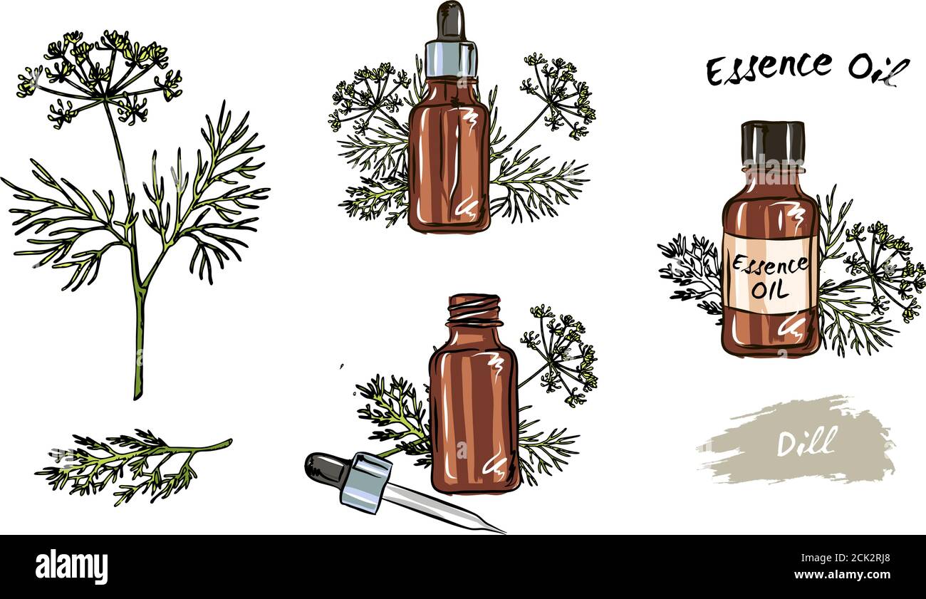 Hand drawn set of Dill essential oils, medicinal herb with a glass