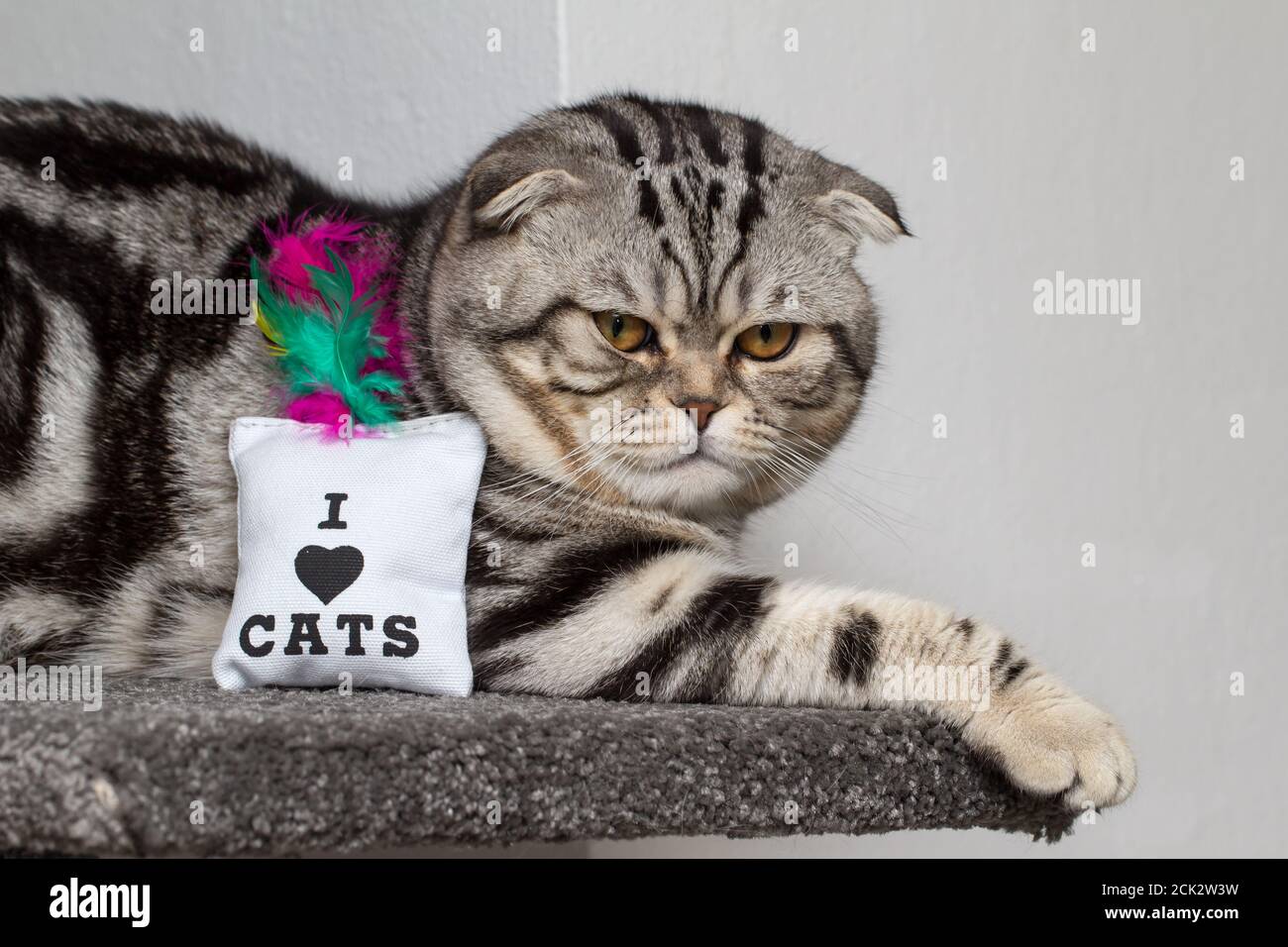 I love cats hi-res stock photography and images - Alamy