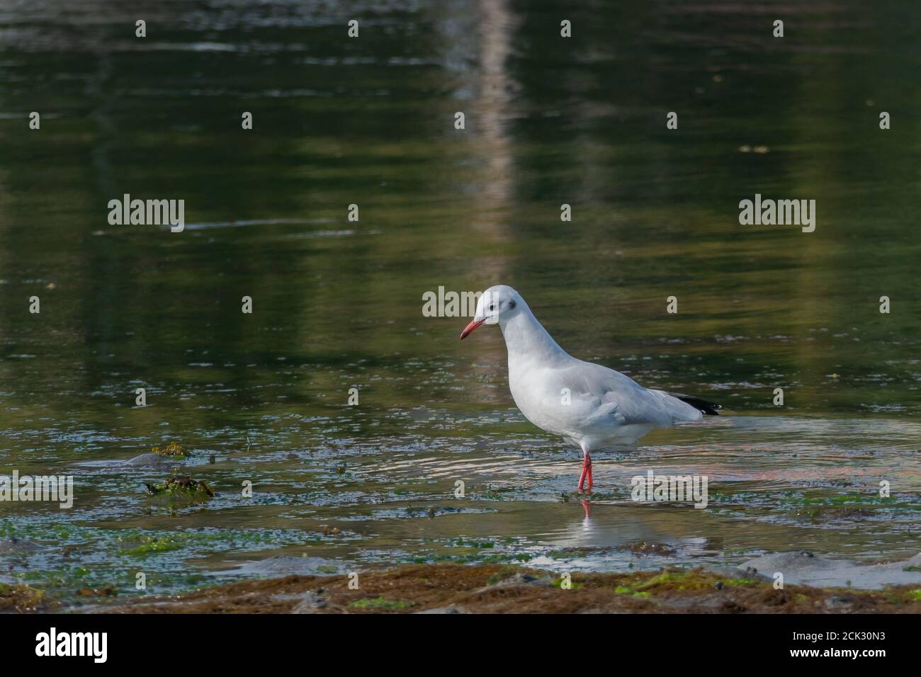 Chroicocephalus ridibundus black headed gull on seashore in summer Stock Photo