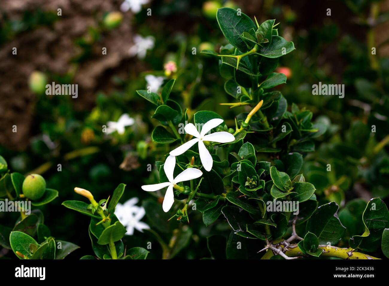 Close-up photo of carissa macrocarpa flower Stock Photo