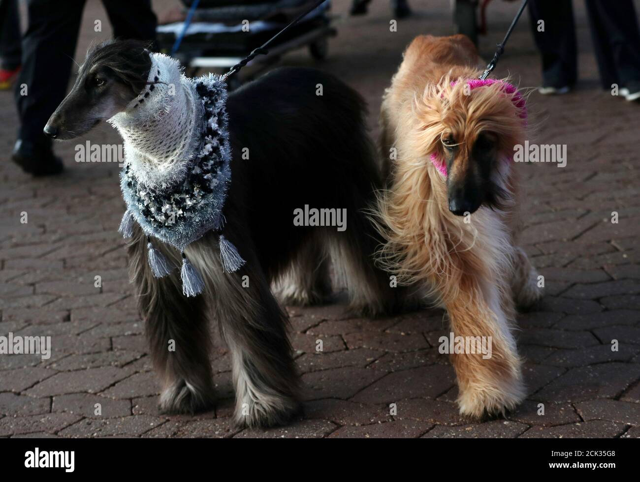 crufts 2019 hound day