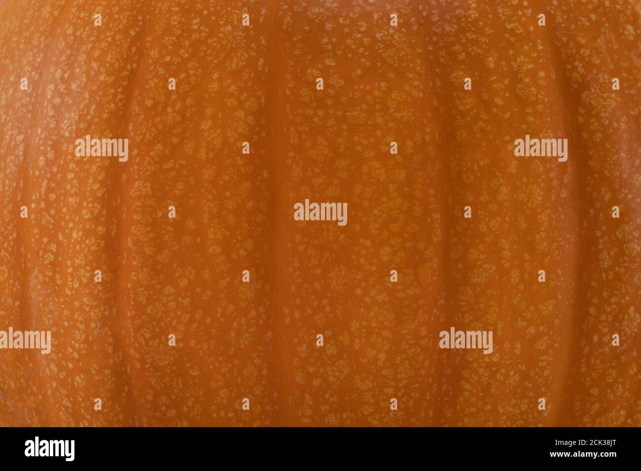 Close up shot of a pumpkin texture background. Stock Photo