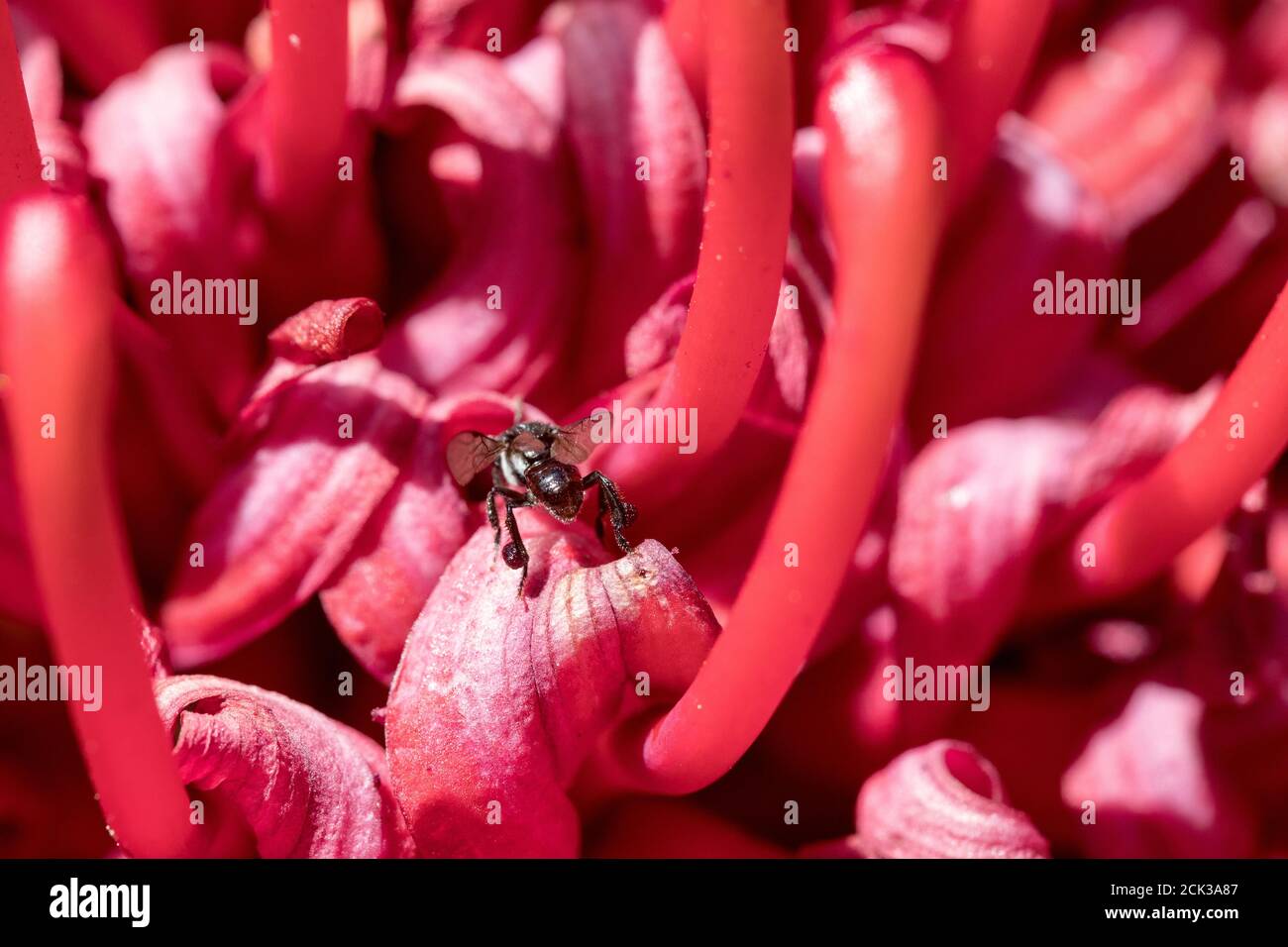 Australian native bee collecting pollen and nectar in a N.S.W Waratah Flower Stock Photo