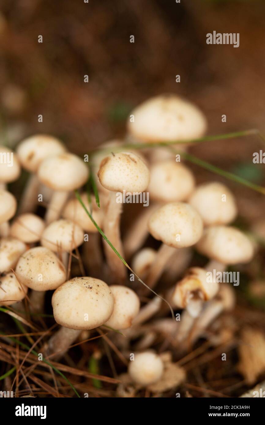 Trooping crumble cap (Coprinellus disseminatus), also known as fairy inkcap, a species of agaric fungus in family Psathyrellaceae. Stock Photo