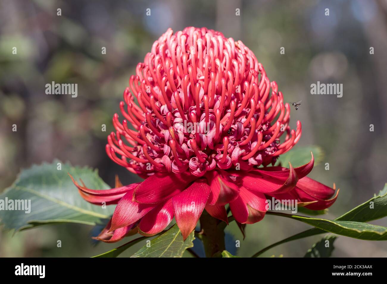 New South Wales Waratah with native bee hovering Stock Photo