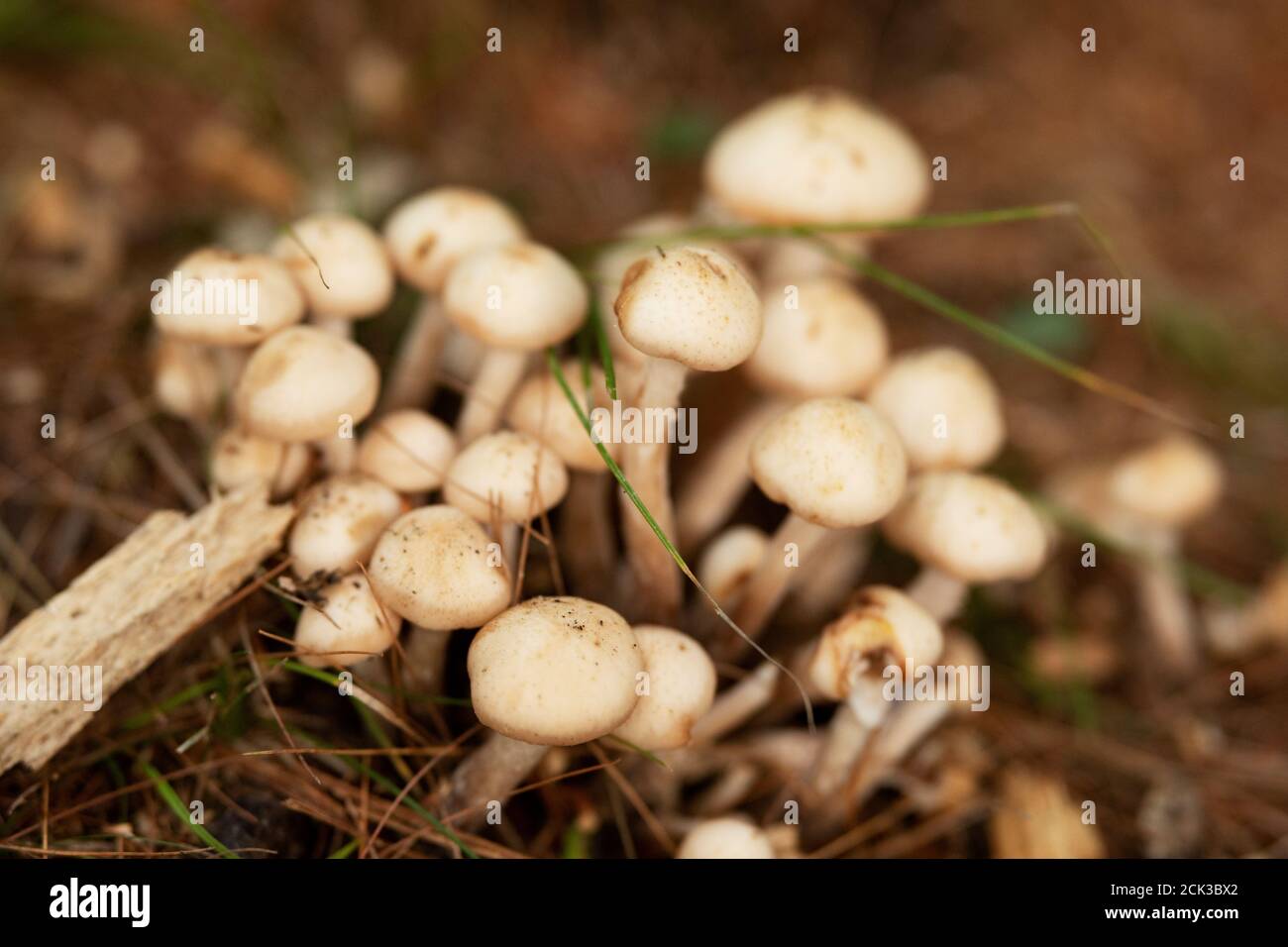 Trooping crumble cap (Coprinellus disseminatus), also known as fairy inkcap, a species of agaric fungus in family Psathyrellaceae. Stock Photo