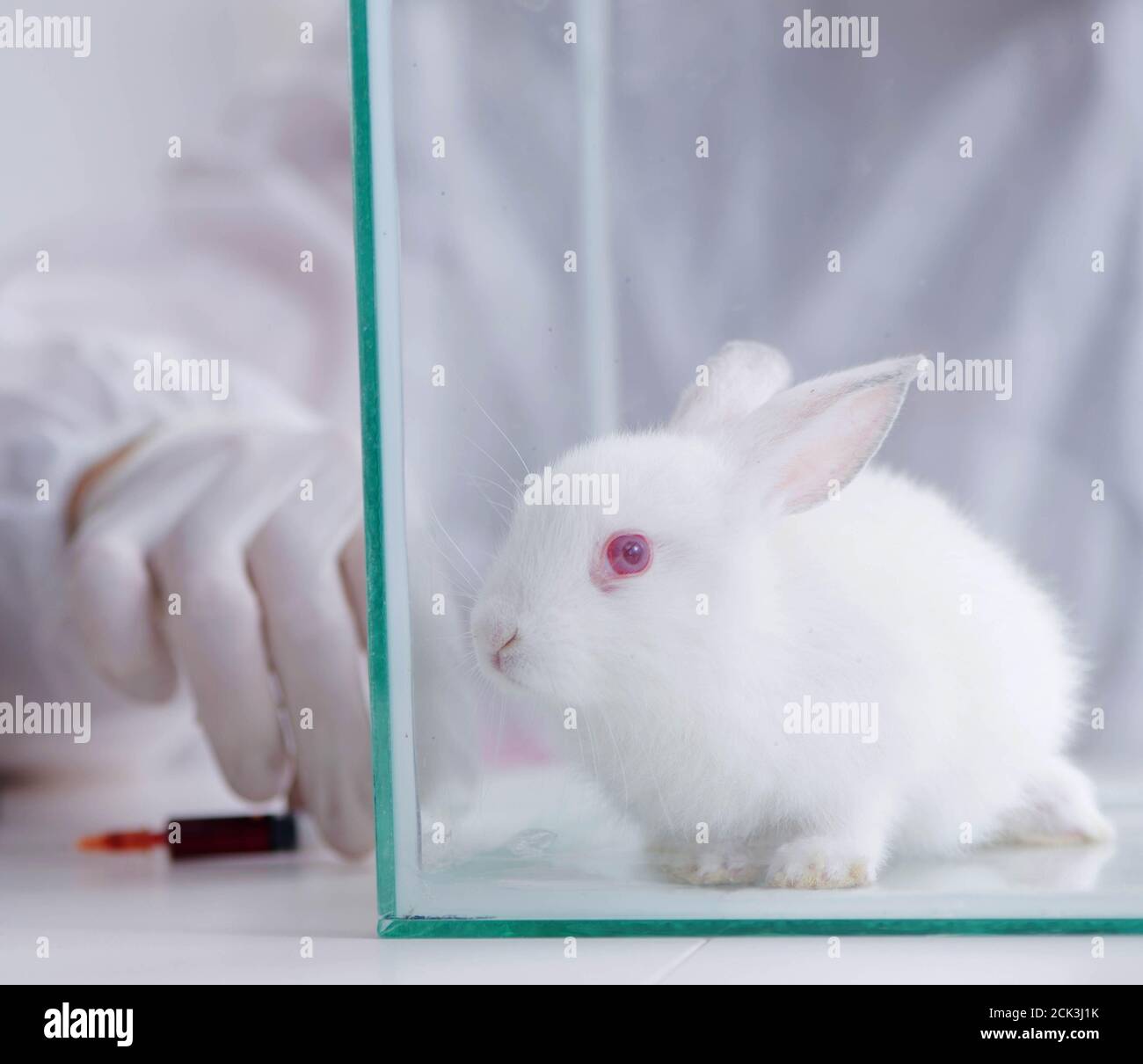 The white rabbit in scientific lab experiment Stock Photo - Alamy