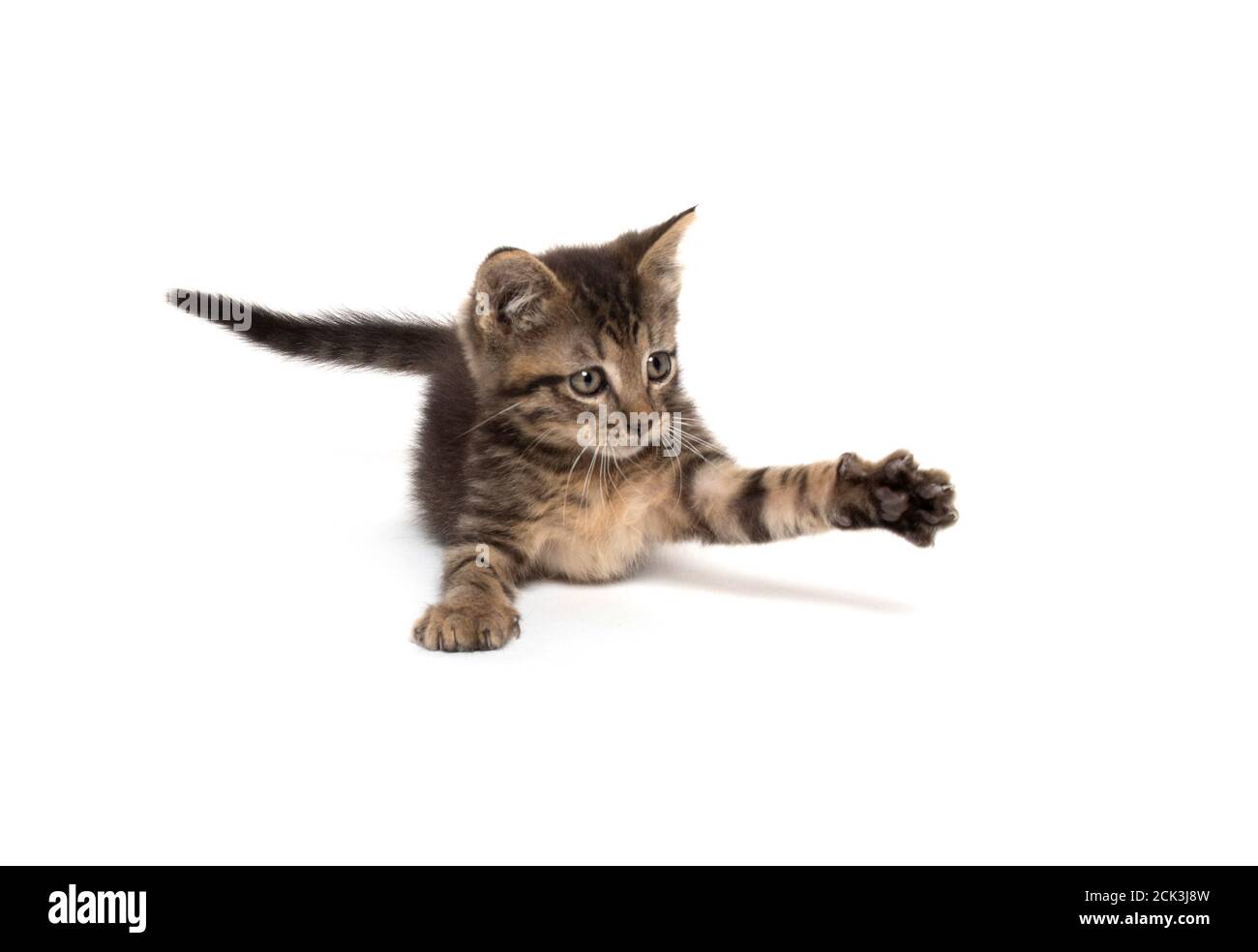 Cute baby tabby kitten playing isolated on white background Stock Photo ...