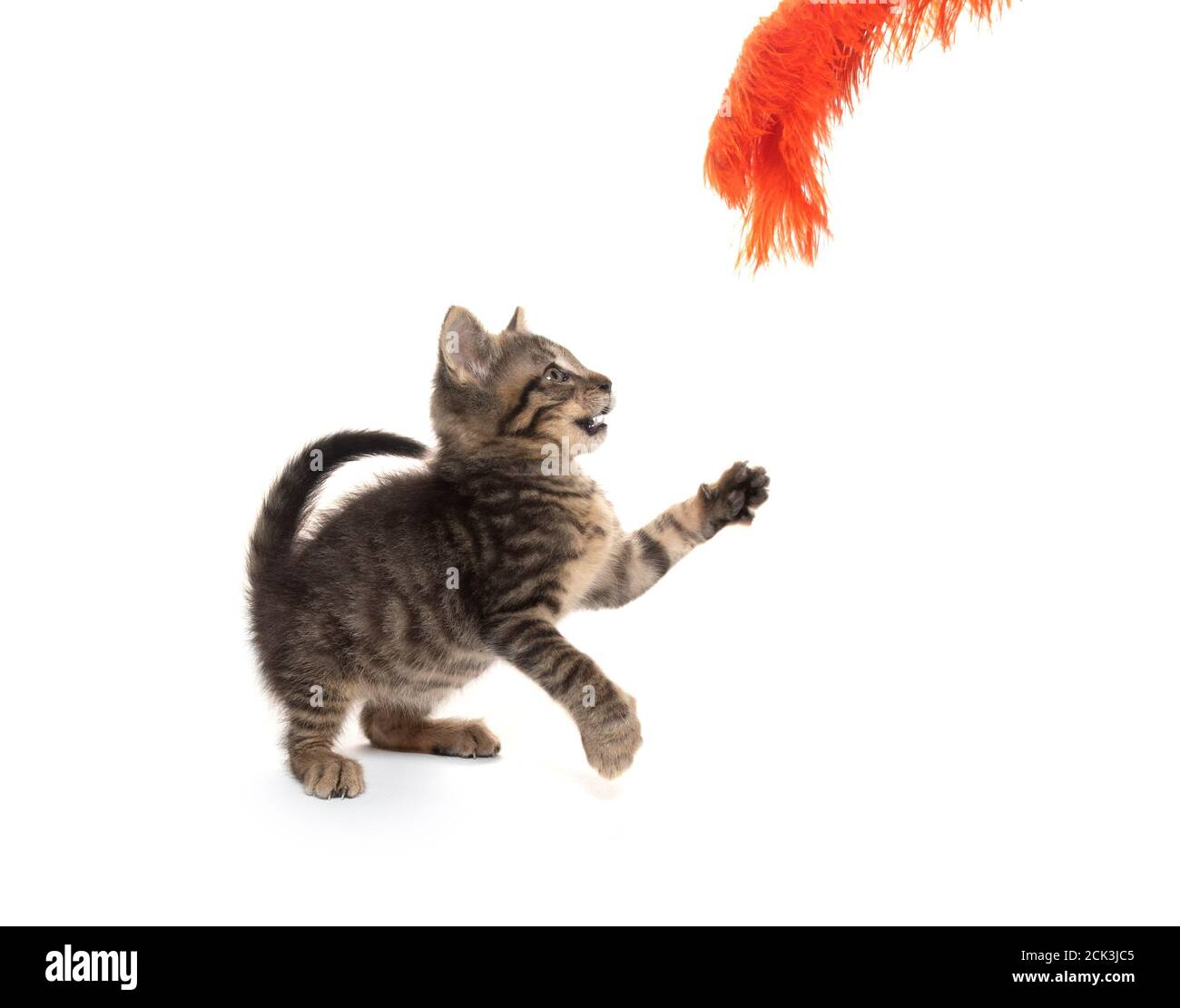 Cute baby tabby kitten playing isolated on white background Stock Photo ...
