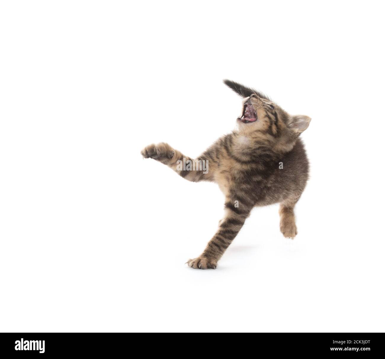 Cute baby tabby kitten playing isolated on white background Stock Photo ...