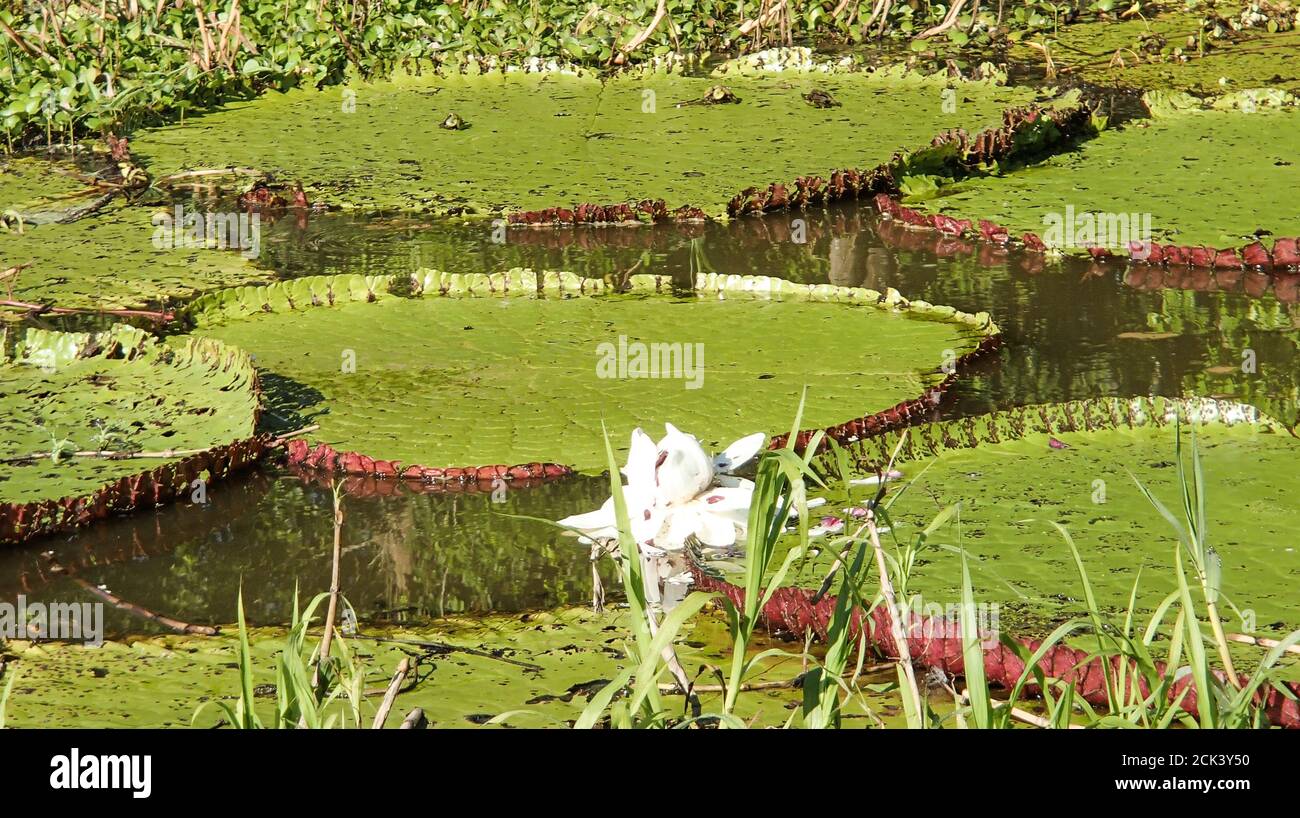 Giant Lily Pads in the Amazon Rain Forest Stock Photo Alamy