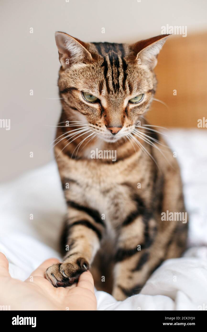 Cat touching hand bed hires stock photography and images Alamy
