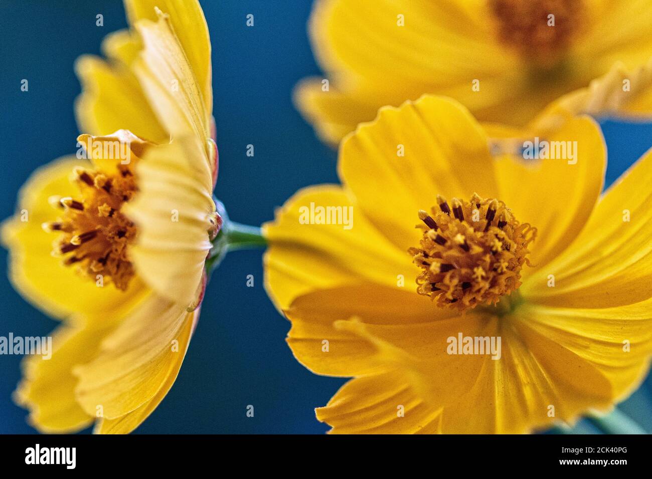 Three wildflowers hi-res stock photography and images - Alamy