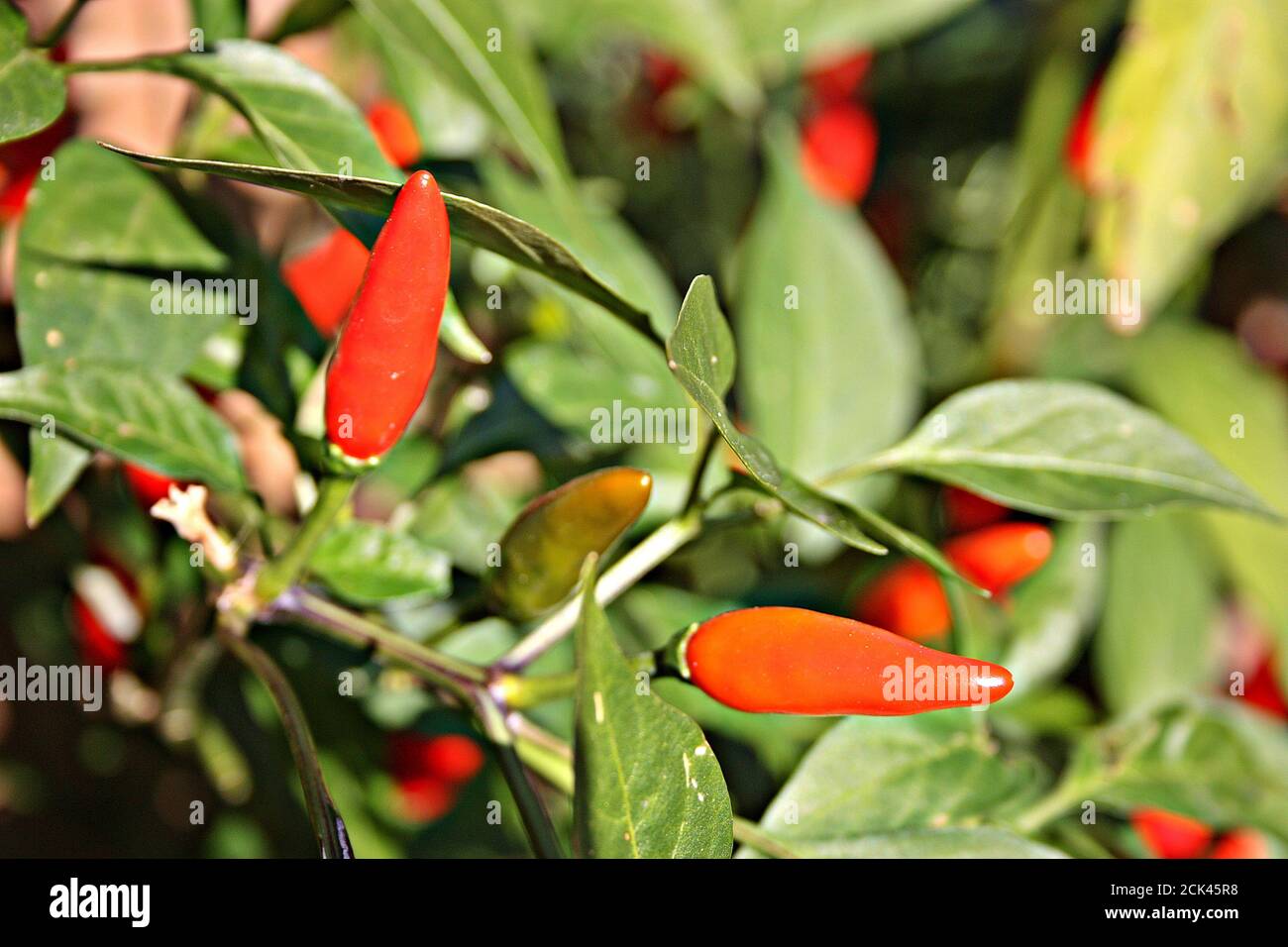 spicy red pepper plant with many green leaves Stock Photo Alamy