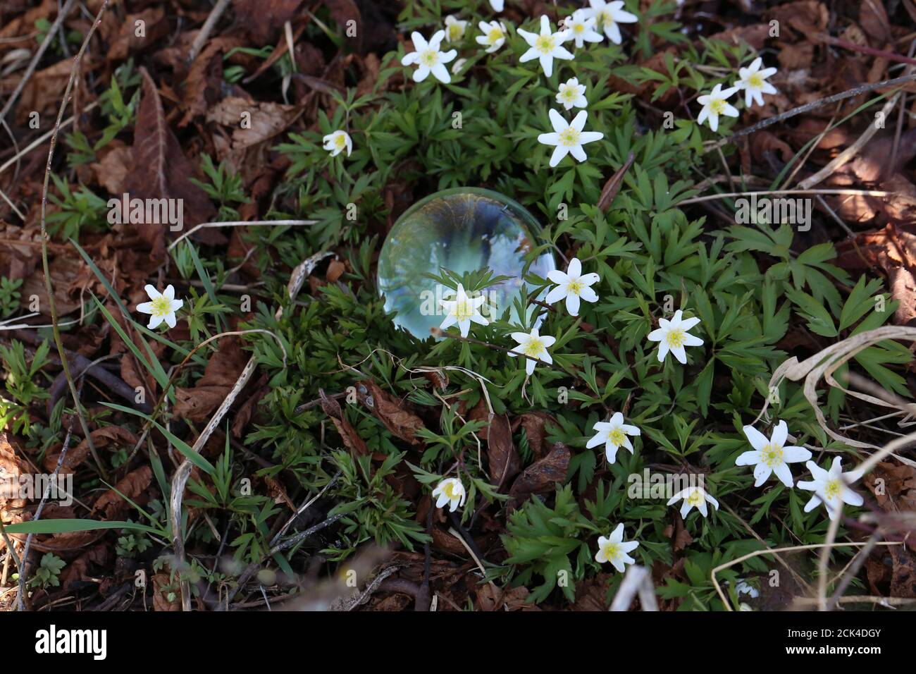 Abstract shot of a glass ball lying among anemone flowers Stock Photo