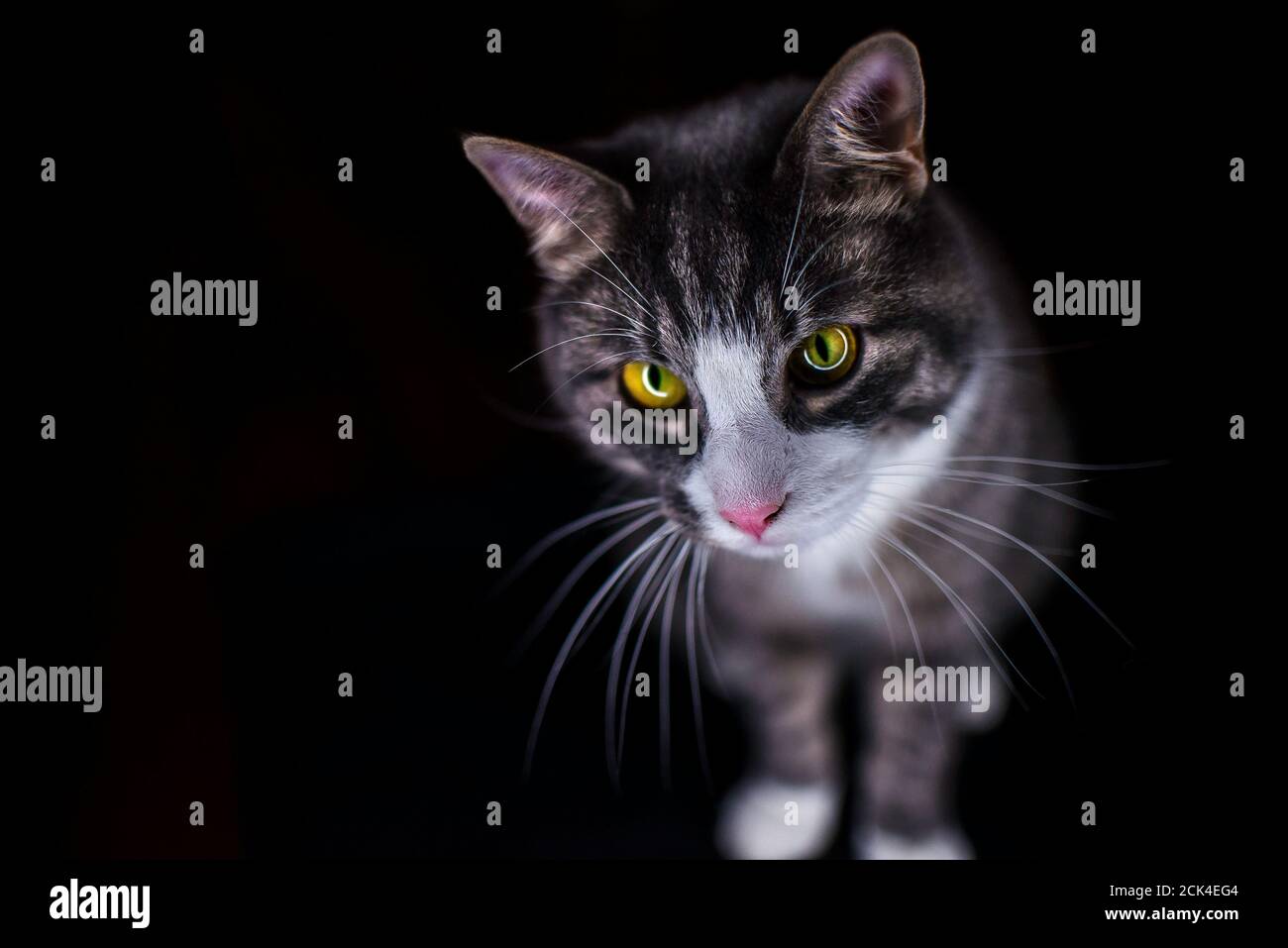 Close up portrait of a beautiful striped cat with playful green eyes isolated on black background. Funny cat face. Stock Photo