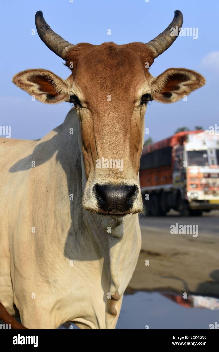 Vertical shot of a brown cattle on a blurred background Stock Photo - Alamy