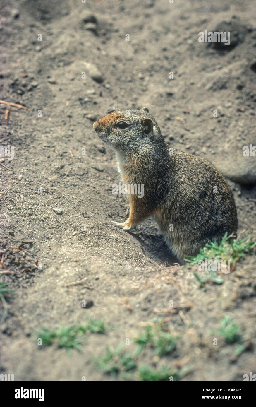 Uinta Ground Squirrel (Urocitellus armatus), formerly (Citellus armatus), at burrow entrance, Wyoming USA . From original Kodachrome 64 transparency. Stock Photo