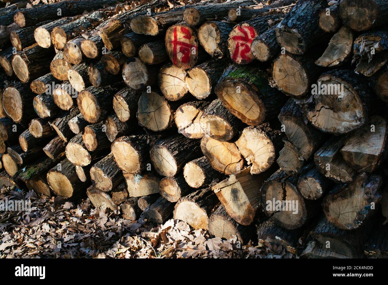 Wooden logs in a forest in the view Stock Photo - Alamy