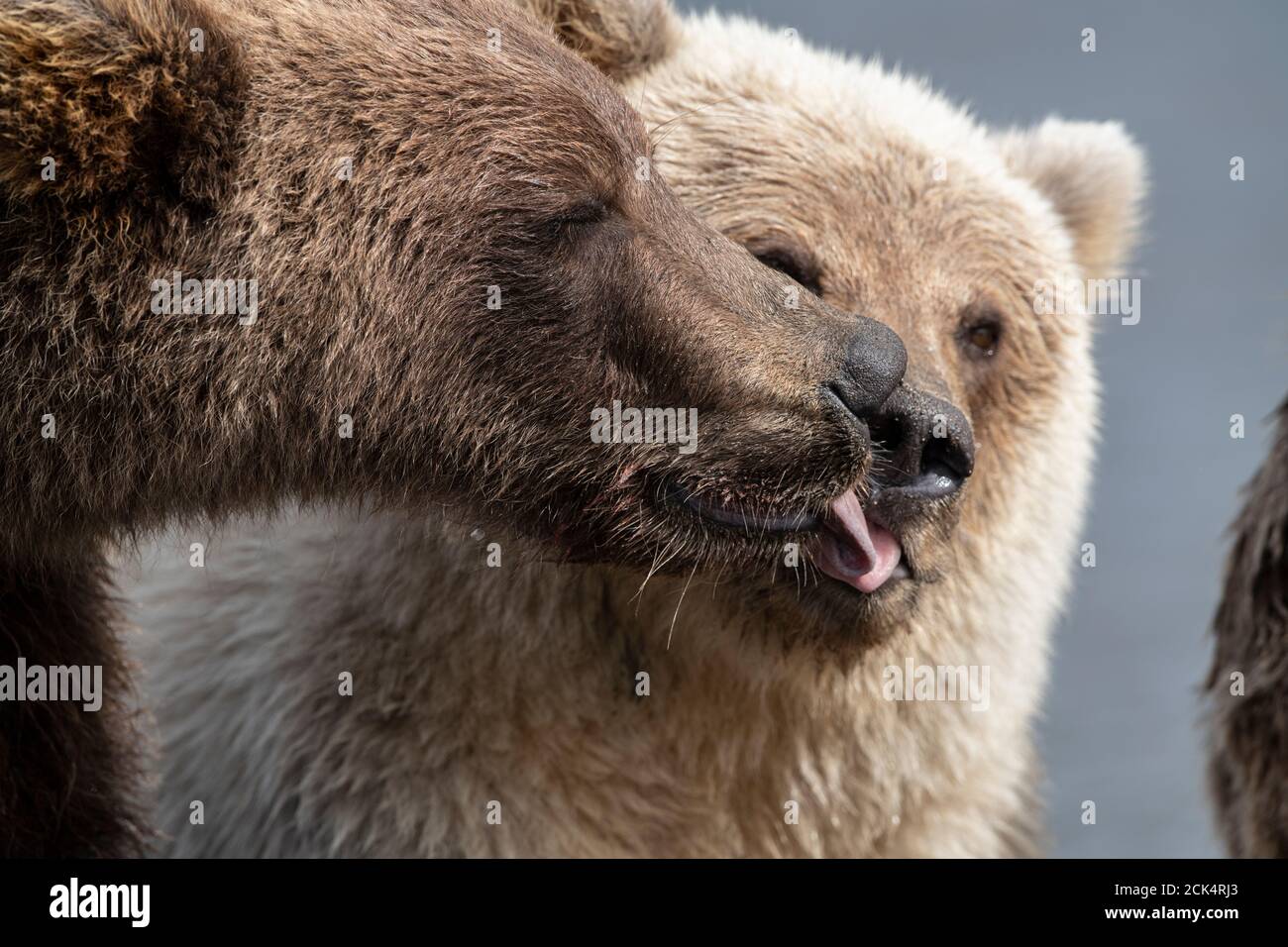 Bear kiss hi-res stock photography and images - Alamy