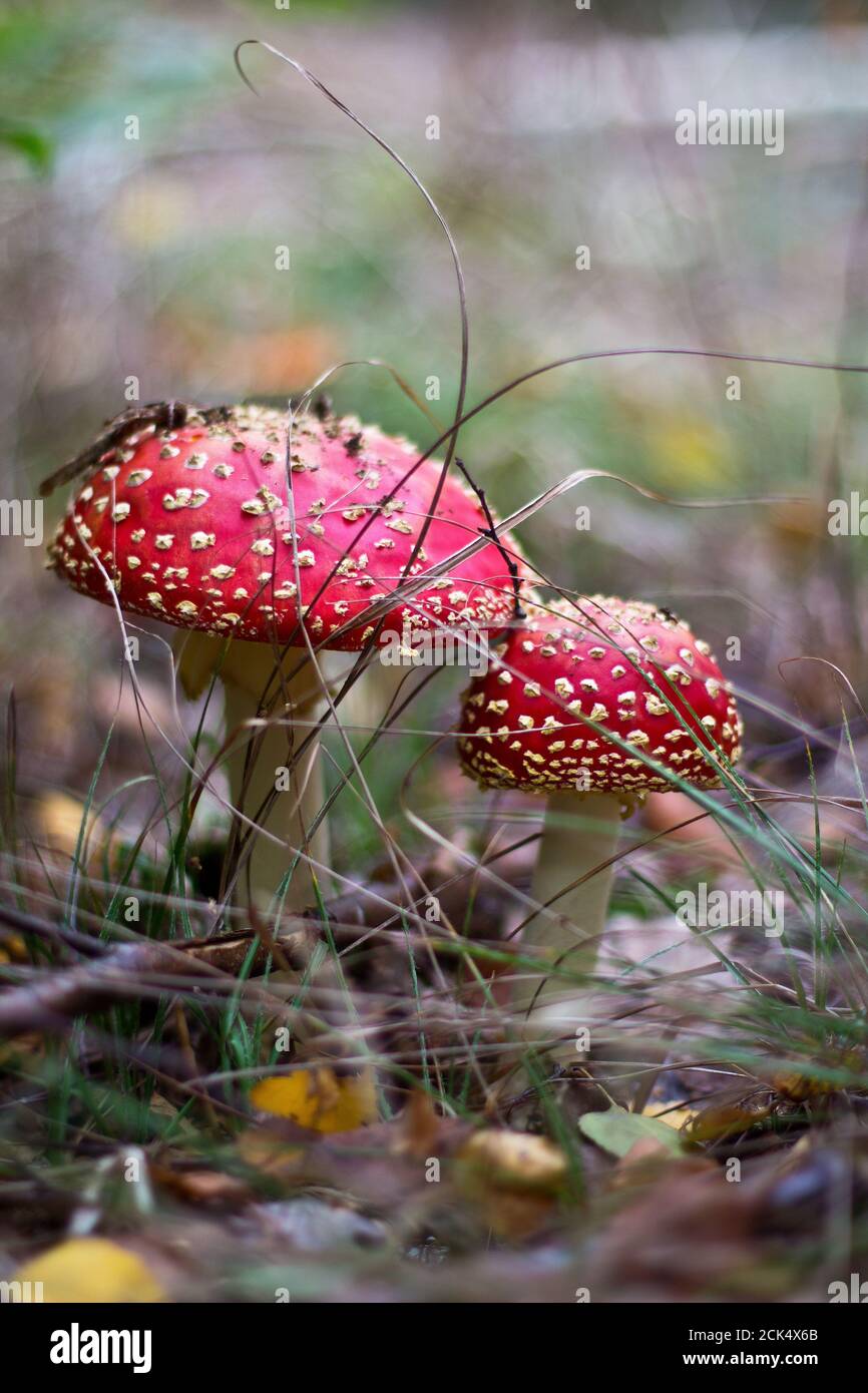 Closeup shot of a Agarics in the forest Stock Photo